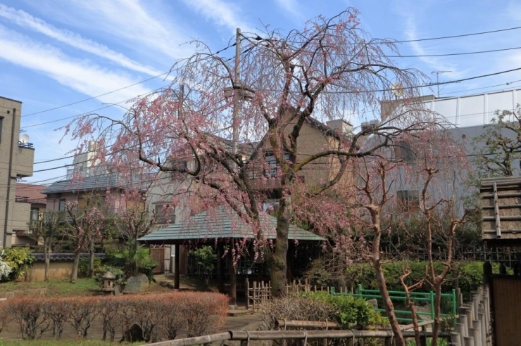 藤兵衛公園・八重紅枝垂桜