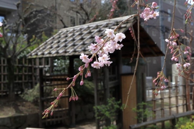 藤兵衛公園・八重紅枝垂桜