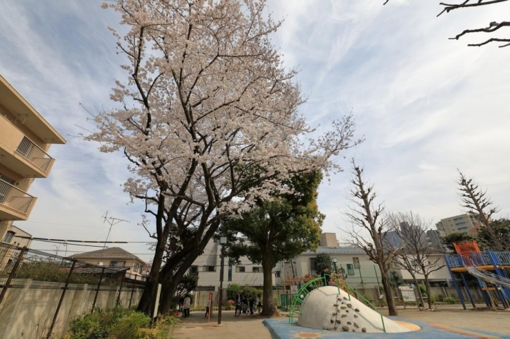 戸塚公園・桜(染井吉野)