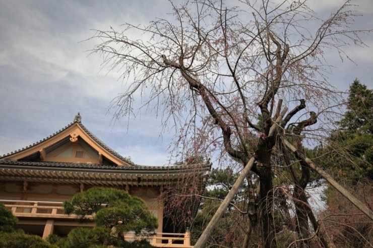 東長谷寺・薬王院・八重紅枝垂桜