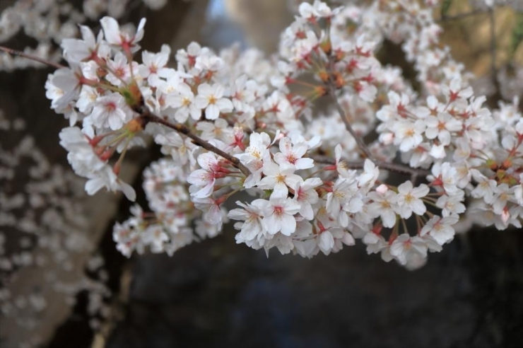 神田川(小滝橋)・染井吉野桜