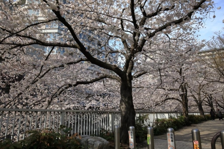 神田上水公園・神田川(亀齢橋)・染井吉野桜