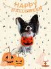 「Dog salon mofu mofu　余市町」