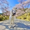 お馬さんと桜⁈　乗馬クラブクレイン北大阪の自慢の桜並木