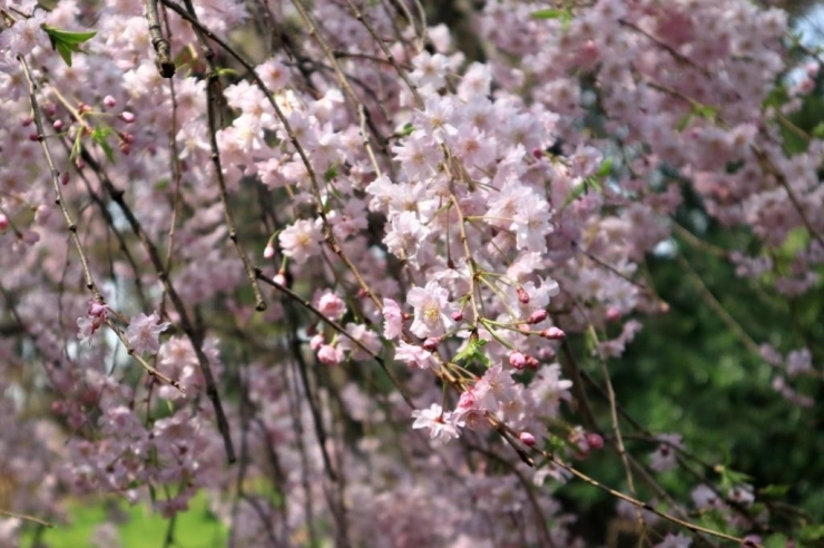 枝垂桜　満開
