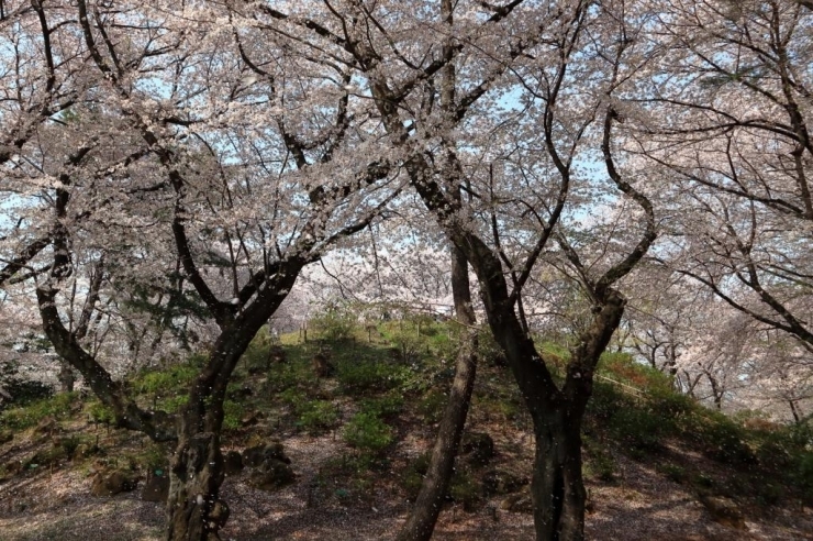 染井吉野桜　満開　箱根山では花吹雪が始まりました。