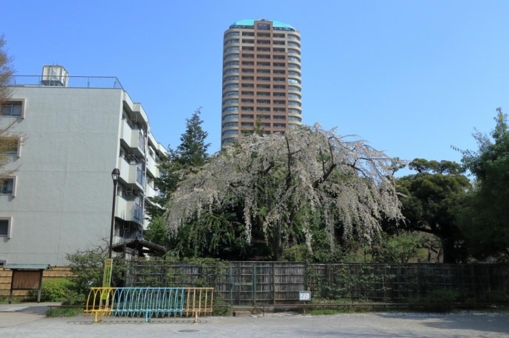 枝垂桜　ほぼ見ごろ終わりです。葉が出てきました。