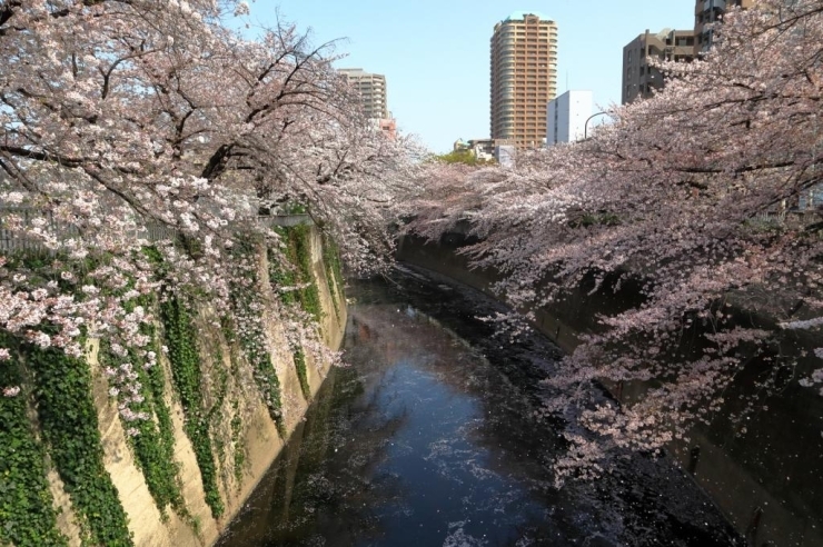 染井吉野桜　満開　花が散り始めました。