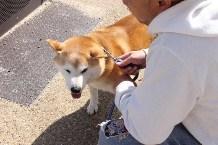 「マロは散歩をよくしてるから、爪が短くキープできてるな～」と、オーナーさんにほめられました♪　やったね！