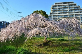上の枝垂れ桜は満開