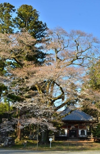 樹齢400年の山桜も満開に近いです