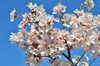 2018年 桜開花情報 三島市 田方郡函南町 駿東郡長泉町 清水町の桜開花情報 桜特集 三島市 田方郡函南町 駿東郡長泉町 清水町のお花見スポット 桜開花情報 まいぷれ 三島
