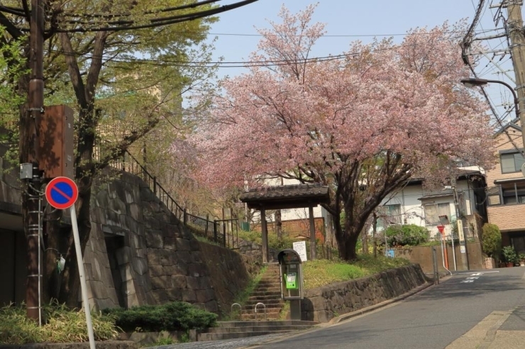 枝垂桜　花は残っていますが、見ごろ終わりに近づいています。