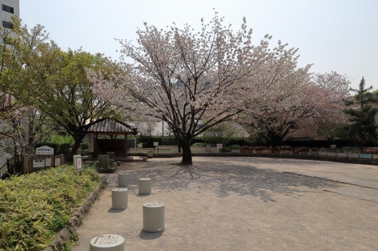 遅咲きの桜　満開です。地域の人が花見をしていました。<br>※注記　桜の種類不明です。関山桜だと思います。大島桜かも知れません。