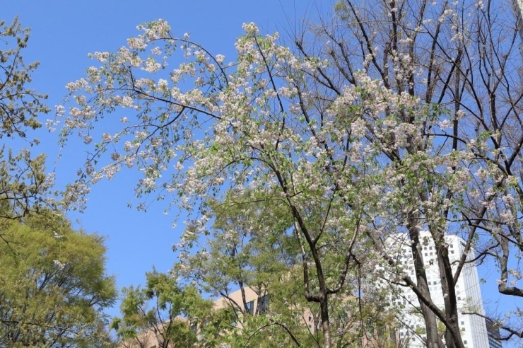 枝垂桜　木によっては少し花が残っています。緑の新緑が綺麗です。