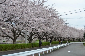 見事な桜並木