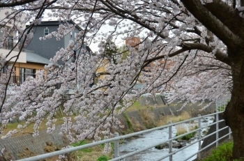 川沿いの桜も素敵です