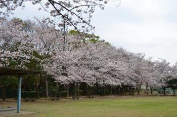 奥の桜の木は大きい！