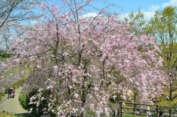 枝垂れ桜も満開