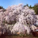 吉田の枝垂桜