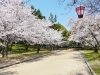 高さ日本一の石垣の名城 丸亀城桜まつり18 香川のイベントまとめ まいぷれ 高松市