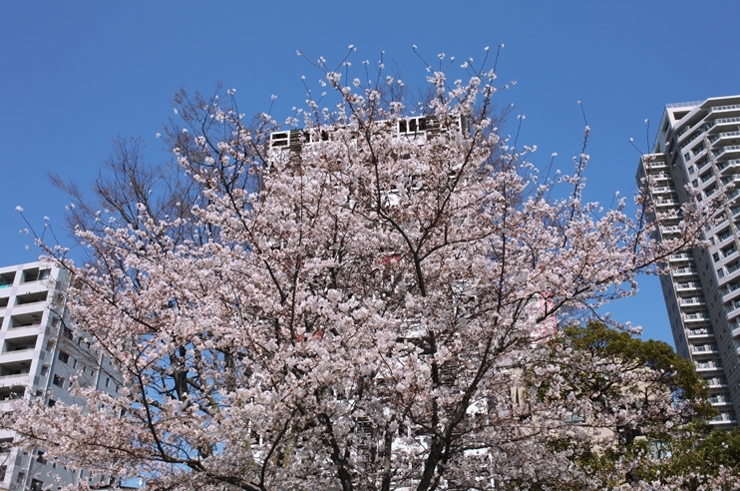 パーーっと　咲きました　水野原児童遊園の桜