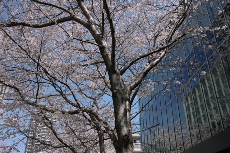 ガラスに映り込んだ桜も　美しい