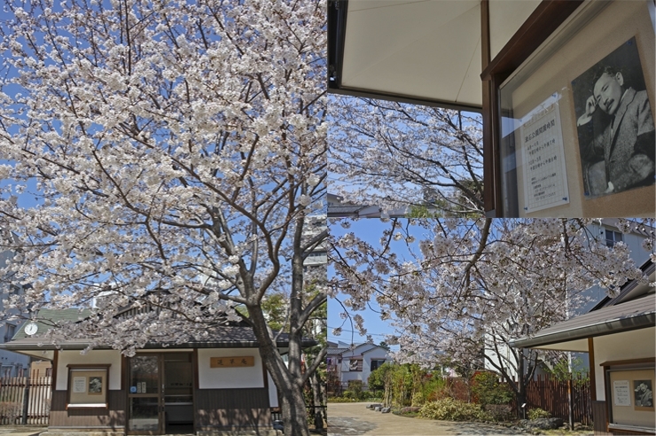 夏目漱石も花見を楽しんでいるのかな　悩んでるな　漱石山房