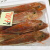 「魚魚市場鮮魚コーナーおすすめは「ハガツオ・ホーボー」です♪」