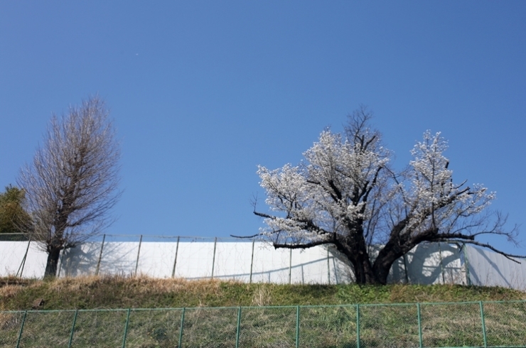 見上げてみれば１　崖っぷち桜