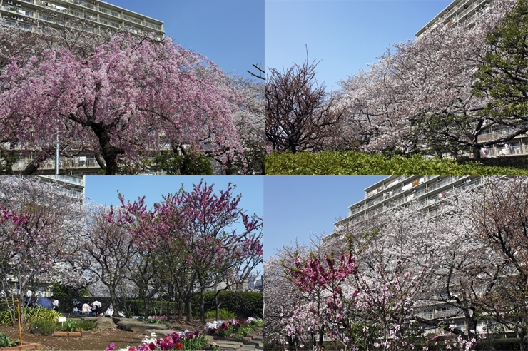 せせらぎ公園の　梅と桜と枝垂れ桜と春の花