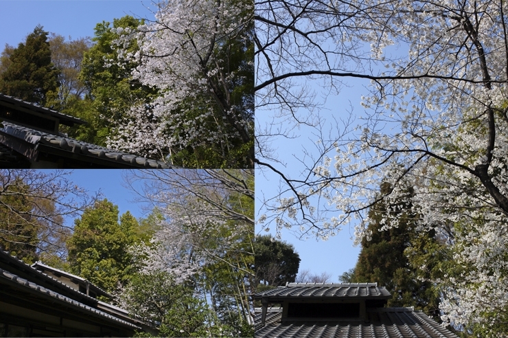 林芙美子記念館の瓦屋根と桜