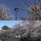 【No.434】新宿の桜2018 4