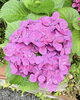 咲き誇る季節の花 紫陽花、色鮮やかな装い「季節を感じるお散歩」