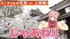 「Vtuber『木上ヒナ（このうえひな）』が「上田城千本桜まつり」でお花見です！」