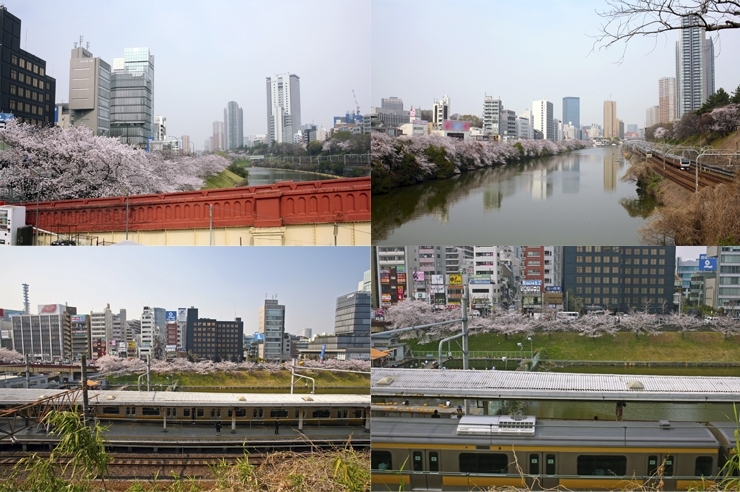 市ヶ谷駅と　お堀端の桜