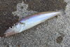 シロギス「隠岐の島町の我家の前は良い釣り場の様です(o^^o)」