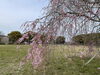 斎宮歴史博物館「斎宮歴史博物館　桜開花状況🌸vol.2」