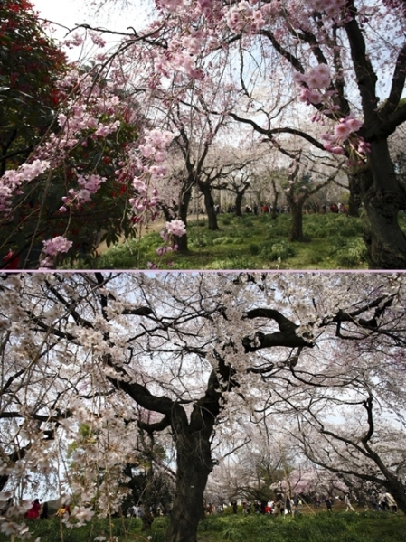 枝垂れ桜が　降りそそいでくる