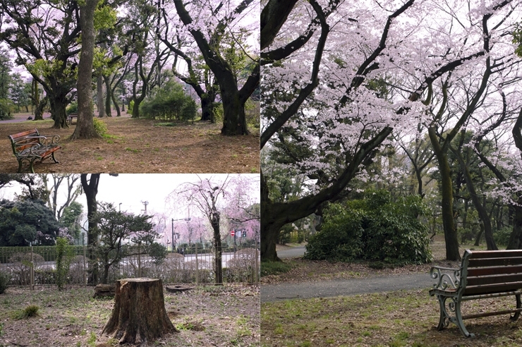 外苑の隠れた名所　的な一角　切り株に腰をおろそうか<br>ベンチにしようか　迷ってしまう