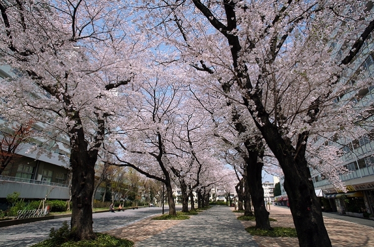 戸山ハイツの　さくらの並木道