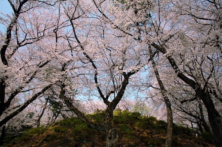 丘のような　箱根山　見上げれば　さくらもり