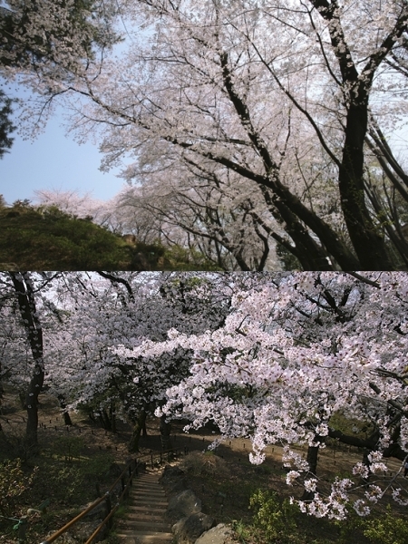 箱根山　上から　下から見てみれば　さくらもり