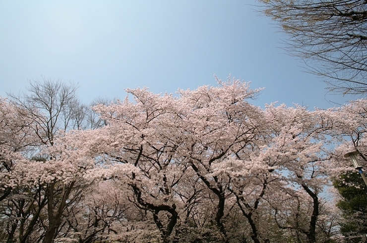 ステージ上で　羽の扇を振って　舞っているように見える