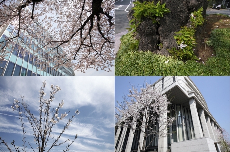 花がほころび始め　雲と空と建物と株元と<br>いろんな桜の表情があるものだ
