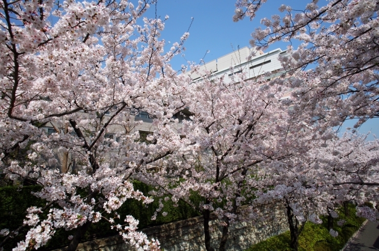咲き乱れる　万朶の桜　信濃町