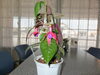 「フクシアの花が咲きました。」