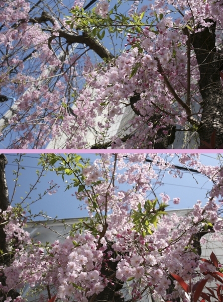 今年は　久しぶりに　いっぱい花をつけました<br>うちのしだれ桜