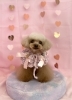 きなこちゃん「ピンクバレンタイン💝」