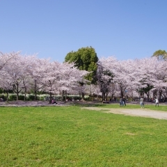 2019　寝屋川市の桜の開花予想